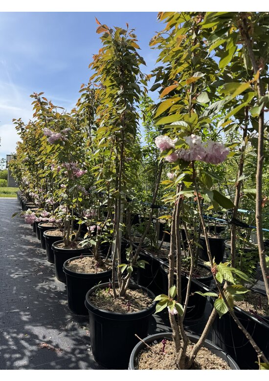Japanische Nelkenkirsche 'Kanzan' - mehrstämmig | Prunus serrulata 'Kanzan'