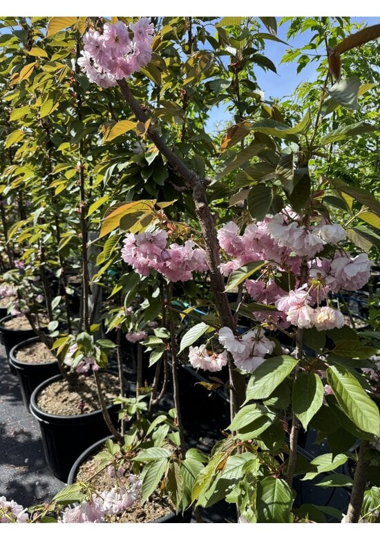 Japanische Nelkenkirsche 'Kanzan' - mehrstämmig | Prunus serrulata 'Kanzan'