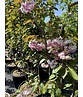Japanische Nelkenkirsche 'Kanzan' - mehrstämmig | Prunus serrulata 'Kanzan'