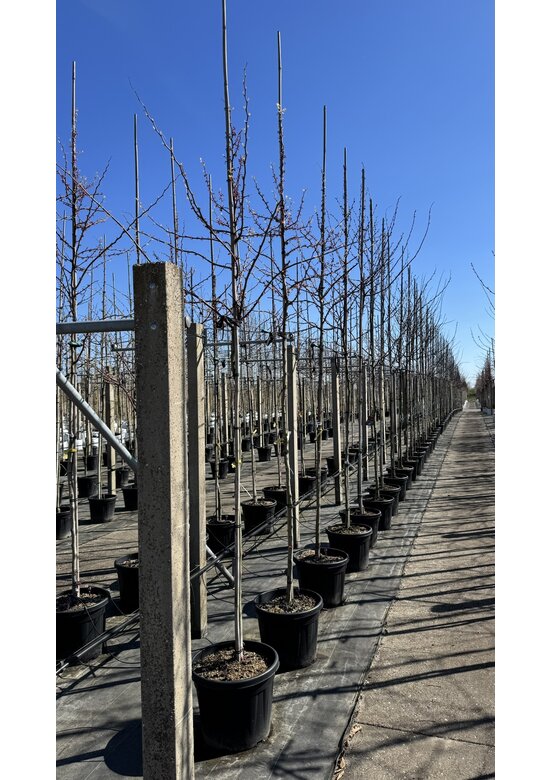 Judasbaum 'Forest Pansy' Hochstamm | Cercis canadensis 'Forest Pansy'