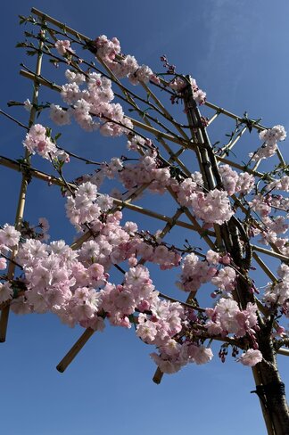 Zierkirsche Accolade Spalier | Prunus 'Accolade' Zierkirsche Accolade Spalier | Prunus 'Accolade'