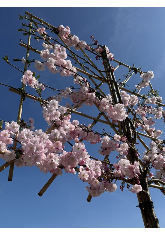 Zierkirsche Accolade Spalier | Prunus 'Accolade'