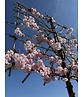 Zierkirsche Accolade Spalier | Prunus 'Accolade'