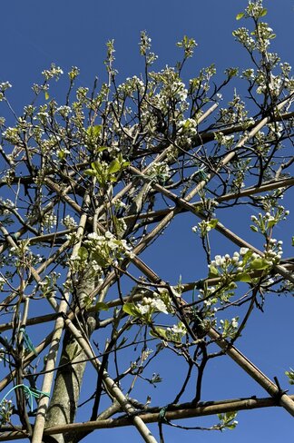 Stadtbirne 'Chanticleer' - Spalierbaum | Pyrus calleryana 'Chanticleer' Stadtbirne 'Chanticleer' - Spalierbaum | Pyrus calleryana 'Chanticleer'