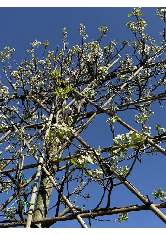 Stadtbirne 'Chanticleer' - Spalierbaum | Pyrus calleryana 'Chanticleer'