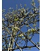 Stadtbirne 'Chanticleer' Spalierbaum | Pyrus calleryana 'Chanticleer'