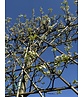 Stadtbirne 'Chanticleer' - Spalierbaum | Pyrus calleryana 'Chanticleer' Stadtbirne 'Chanticleer' - Spalierbaum | Pyrus calleryana 'Chanticleer'