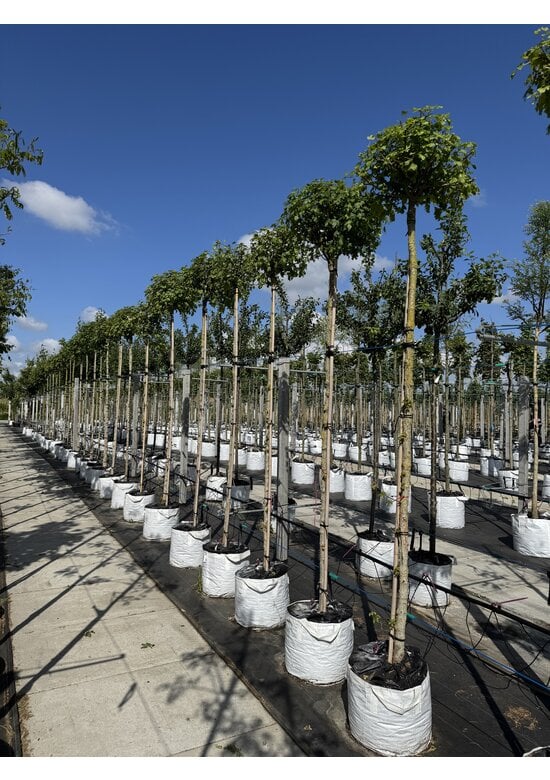 Kugel-Feldahorn 'Nanum' | Acer campestre 'Nanum'