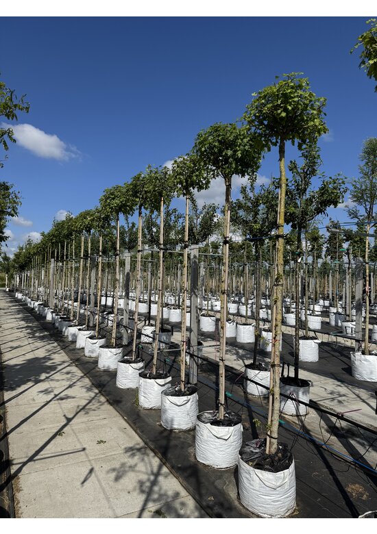 Kugel-Feldahorn 'Nanum' | Acer campestre 'Nanum'