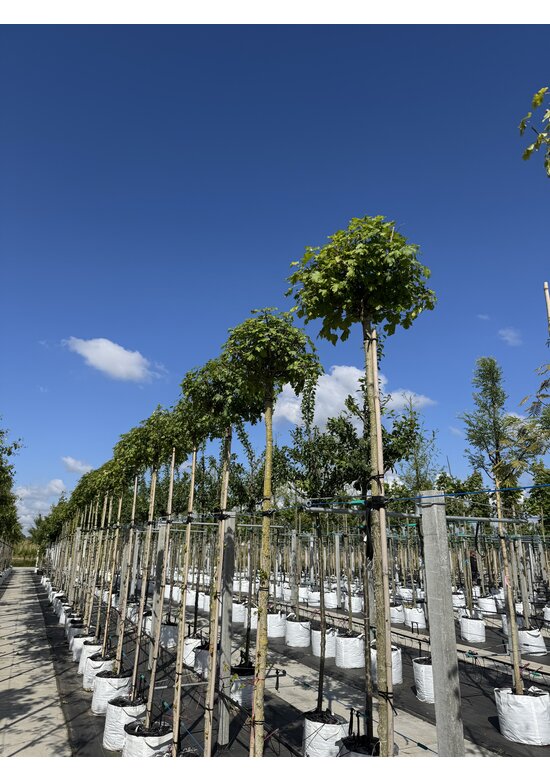 Kugel-Feldahorn 'Nanum' | Acer campestre 'Nanum'