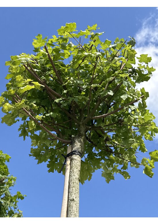 Kugel-Feldahorn 'Nanum' | Acer campestre 'Nanum'