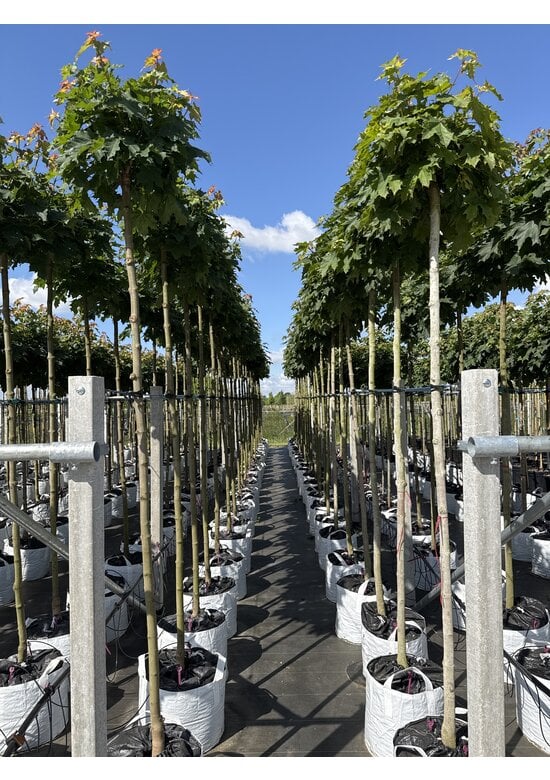 Kugelahorn 'Globosum' | Acer platanoides 'Globosum'