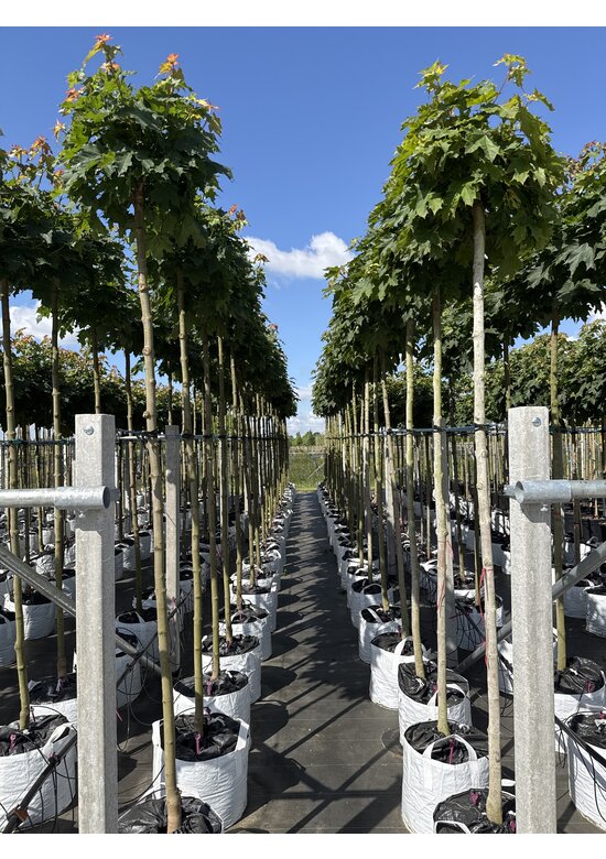 Kugelahorn 'Globosum' | Acer platanoides 'Globosum'