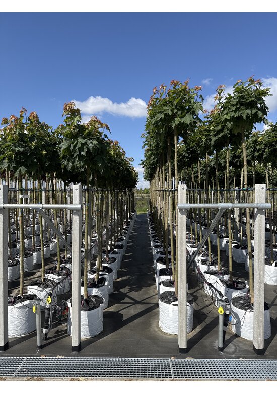 Kugelahorn 'Globosum' | Acer platanoides 'Globosum'