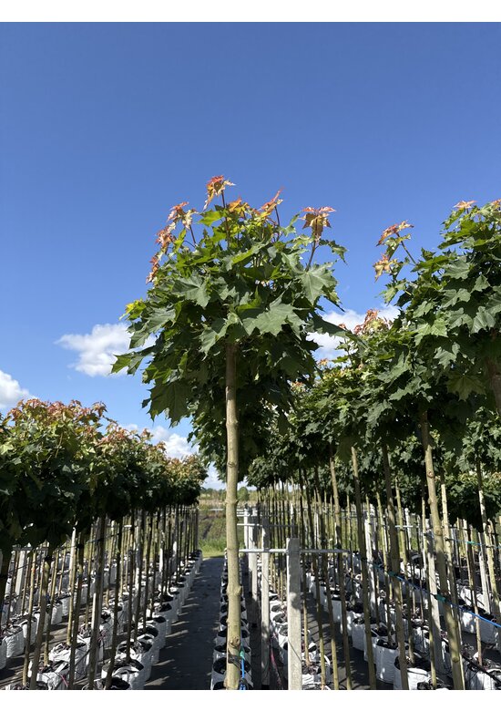 Kugelahorn 'Globosum' | Acer platanoides 'Globosum'