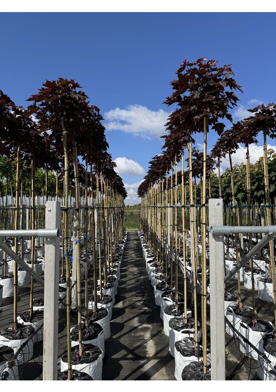 Roter Kugelahorn 'Crimson Sentry' | Acer platanoides 'Crimson Sentry'