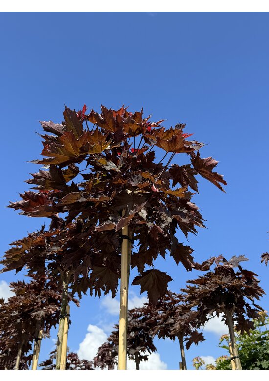 Roter Kugelahorn 'Crimson Sentry' | Acer platanoides 'Crimson Sentry'