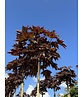 Roter Kugelahorn | Acer platanoides 'Crimson Sentry'