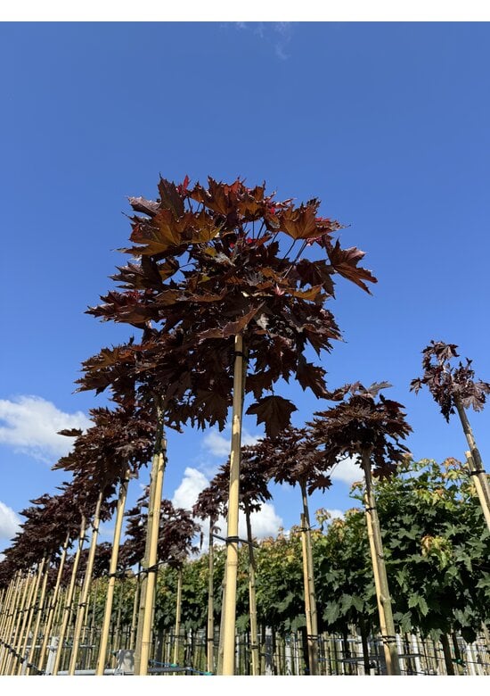 Roter Kugelahorn | Acer platanoides 'Crimson Sentry'