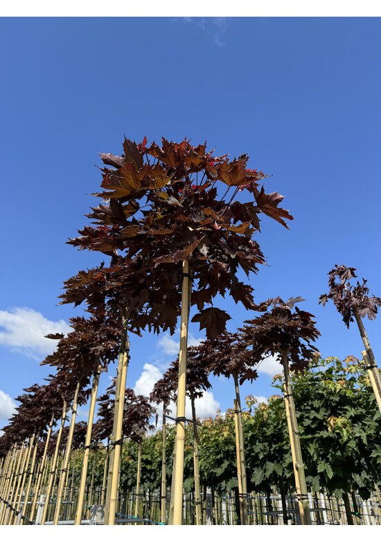 Roter Kugelahorn 'Crimson Sentry' | Acer platanoides 'Crimson Sentry'