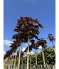 Roter Kugelahorn 'Crimson Sentry' | Acer platanoides 'Crimson Sentry'