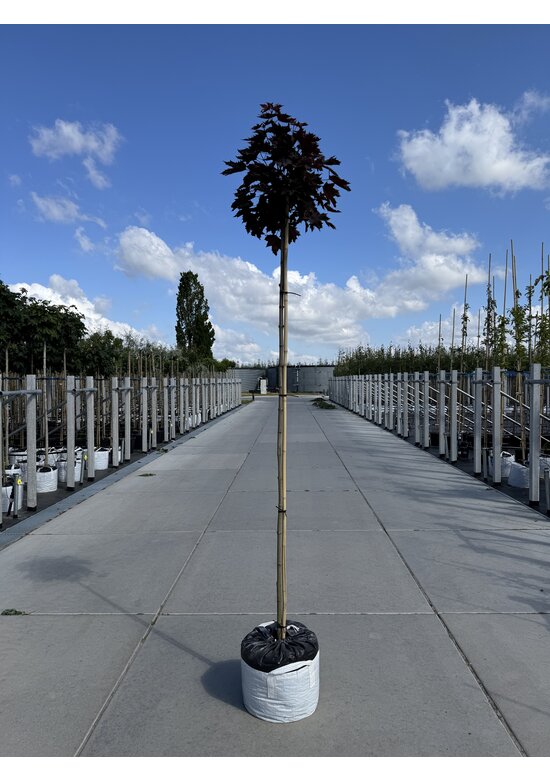 Roter Kugelahorn | Acer platanoides 'Crimson Sentry'
