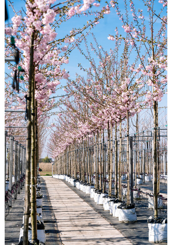 Zierkirsche 'Accolade' | Prunus 'Accolade' Zierkirsche 'Accolade' | Prunus 'Accolade'