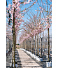 Zierkirsche 'Accolade' | Prunus 'Accolade' Zierkirsche 'Accolade' | Prunus 'Accolade'
