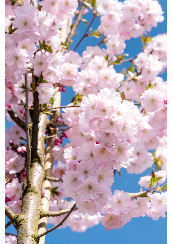 Zierkirsche 'Accolade' | Prunus 'Accolade' Zierkirsche 'Accolade' | Prunus 'Accolade'