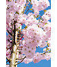 Zierkirsche 'Accolade' | Prunus 'Accolade' Zierkirsche 'Accolade' | Prunus 'Accolade'