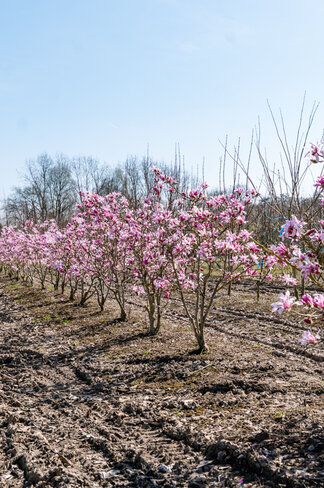 Rosa Stern-Magnolie 'Leonard Messel' - Mehrstämmig | Magnolia loebneri 'Leonard Messel'