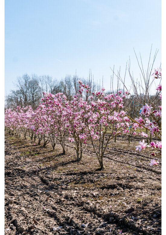 Rosa Stern-Magnolie 'Leonard Messel' - Mehrstämmig | Magnolia loebneri 'Leonard Messel'