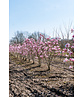Rosa Stern-Magnolie 'Leonard Messel' - Mehrstämmig | Magnolia loebneri 'Leonard Messel'