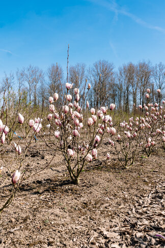Tulpenmagnolie mehrstämmig | Magnolia soulangeana