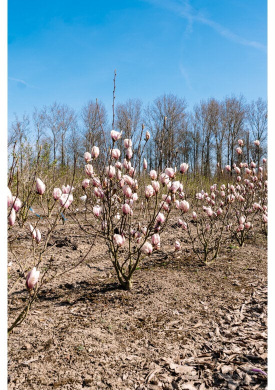 Tulpenmagnolie - Mehrstämmig | Magnolia soulangeana