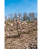 Tulpenmagnolie - Mehrstämmig | Magnolia soulangeana