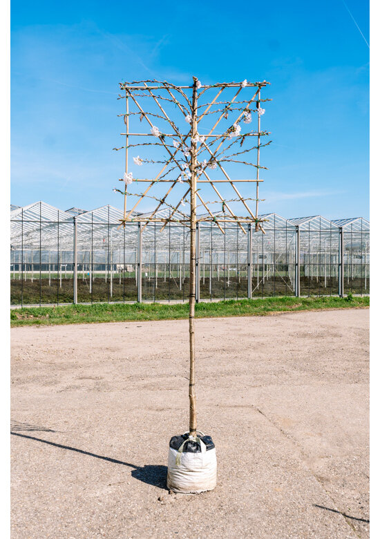 Winterkirsche 'Autumnalis' Spalier | Prunus subh. 'Autumnalis'