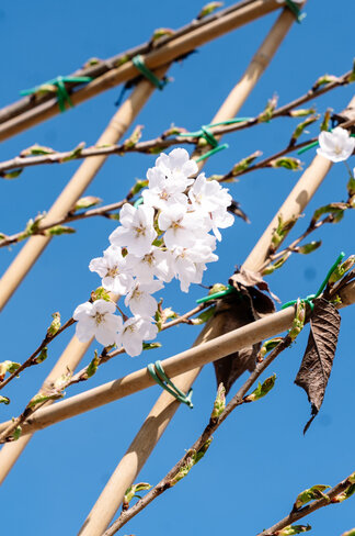 Winterkirsche 'Autumnalis' Spalier | Prunus subh. 'Autumnalis'