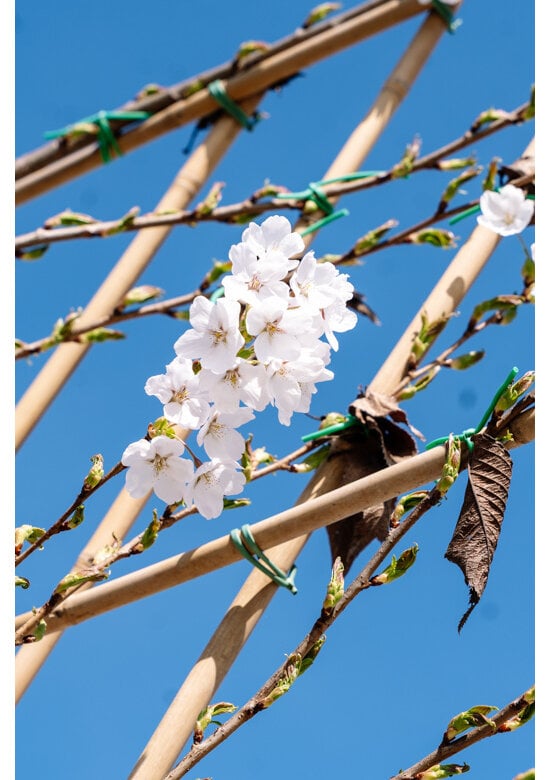 Winterkirsche 'Autumnalis' Spalier | Prunus subh. 'Autumnalis'