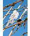Winterkirsche 'Autumnalis' Spalier | Prunus subh. 'Autumnalis'