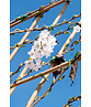 Winterkirsche 'Autumnalis' Spalier | Prunus subh. 'Autumnalis'