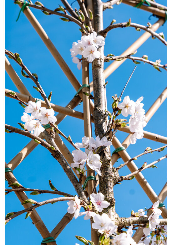 Winterkirsche 'Autumnalis' Spalier | Prunus subh. 'Autumnalis'
