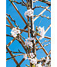 Winterkirsche 'Autumnalis' Spalier | Prunus subh. 'Autumnalis'