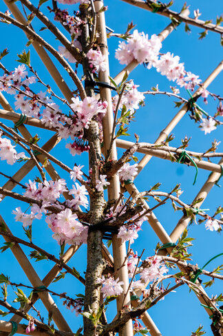 Rosa Winterkirsche Spalier | Prunus subh. 'Autumnalis Rosea'