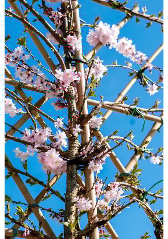 Rosa Winterkirsche Spalier | Prunus subh. 'Autumnalis Rosea'