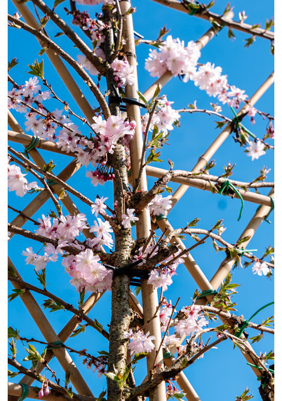 Rosa Winterkirsche Spalier | Prunus subh. 'Autumnalis Rosea'