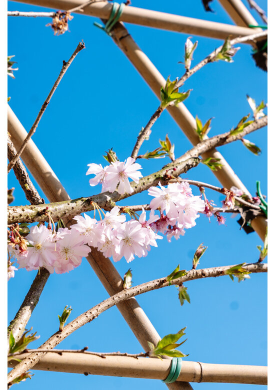 Rosa Winterkirsche Spalier | Prunus subh. 'Autumnalis Rosea'