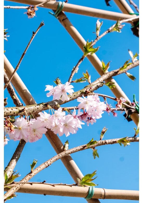 Rosa Winterkirsche Spalier | Prunus subh. 'Autumnalis Rosea'