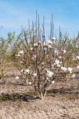 Mehrstämmige Kobushi Magnolie | Magnolia kobus