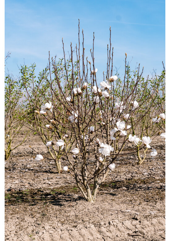 Mehrstämmige Kobushi Magnolie | Magnolia kobus